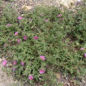 Photographie n°249562 du taxon Cistus crispus L. [1753]