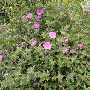 Photographie n°249563 du taxon Cistus crispus L. [1753]