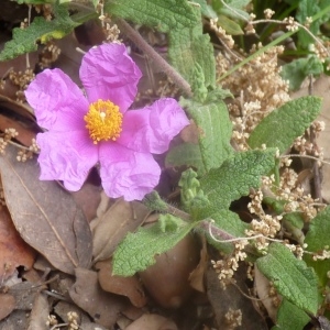 Photographie n°249564 du taxon Cistus crispus L. [1753]