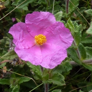 Photographie n°249565 du taxon Cistus crispus L. [1753]