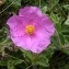  Ans Gorter - Cistus crispus L. [1753]