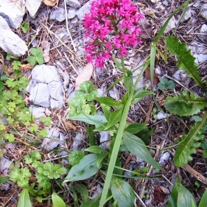 Photographie n°249647 du taxon Centranthus ruber subsp. ruber