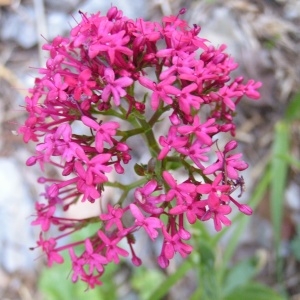 Photographie n°249648 du taxon Centranthus ruber subsp. ruber 