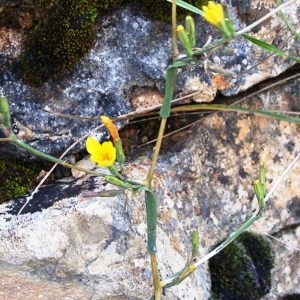 Photographie n°249651 du taxon Lactuca muralis (L.) Gaertn. [1791]