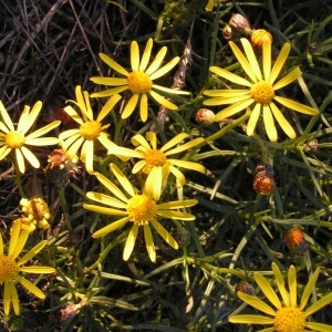 Senecio harveianus MacOwan (Séneçon de Mazamet)