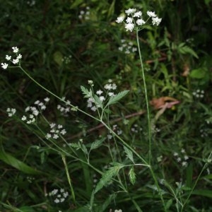 Photographie n°249672 du taxon Torilis arvensis (Huds.) Link [1821]