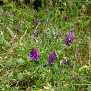 Photographie n°249673 du taxon Vicia cracca L. [1753]