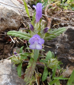 Ans Gorter, le 24 mai 2014 (Province de Cadix (Grazalema))