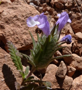 Ans Gorter, le 24 mai 2014 (Province de Cadix (Grazalema))