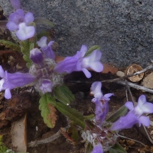 Prunella lusitanica L.