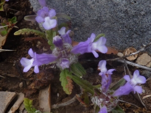 Ans Gorter, le 24 mai 2014 (Province de Cadix (Grazalema))