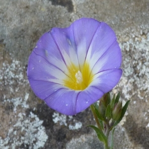 Convolvulus meonanthus Hoffmanns. & Link