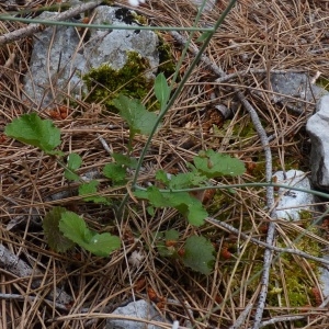  - Crambe filiformis Boiss. [1839]