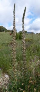 Ans Gorter, le 22 mai 2014 (Province de Cadix (Grazalema))