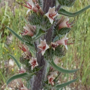  - Echium boissieri Steud. [1840]