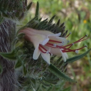 Photographie n°249708 du taxon Echium boissieri Steud. [1840]