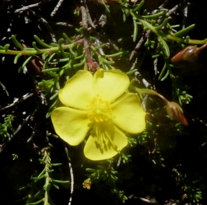 Ans Gorter, le 26 mai 2014 (Province de Cadix (El Bosque))