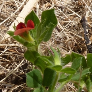 Photographie n°249720 du taxon Lotus tetragonolobus L. [1753]