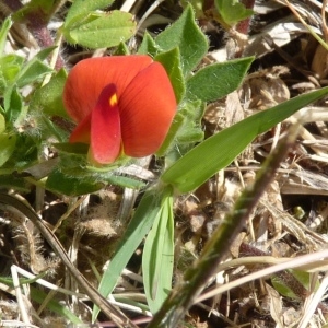 Lotus tetragonolobus subsp. palaestinus Holmboe (Lotier pourpre)