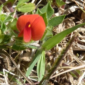 Tetragonolobus purpureus Moench (Lotier pourpre)