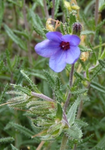 Ans Gorter, le 21 mai 2014 (Province de Cadix (Benamahoma))