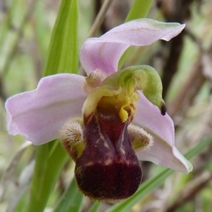 Ophrys bicolor O.Nägeli