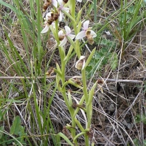 Photographie n°249747 du taxon Ophrys scolopax subsp. scolopax