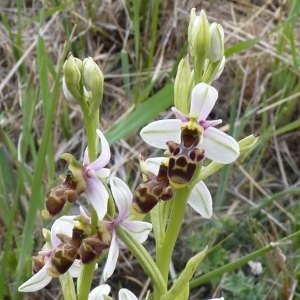 Photographie n°249748 du taxon Ophrys scolopax subsp. scolopax