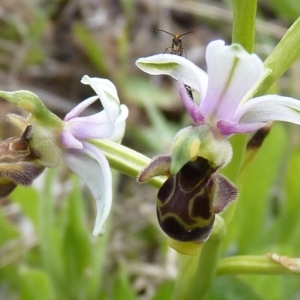 Photographie n°249749 du taxon Ophrys scolopax subsp. scolopax