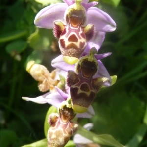 Photographie n°249750 du taxon Ophrys scolopax subsp. scolopax