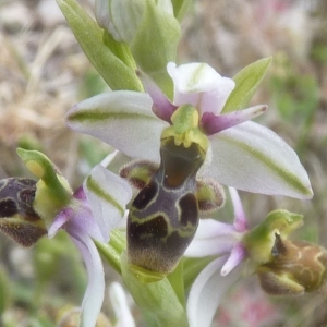 Photographie n°249751 du taxon Ophrys scolopax subsp. scolopax