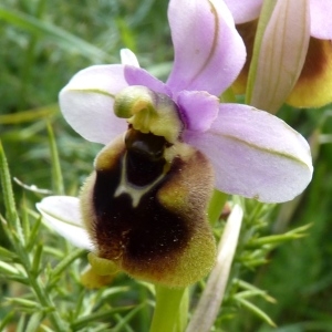 Ophrys tenthredinifera Willd. (Ophrys à grandes fleurs)