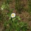  Jean-Luc Gorremans - Erigeron annuus (L.) Desf. [1804]