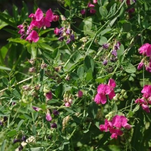 Photographie n°249763 du taxon Lathyrus tuberosus L. [1753]