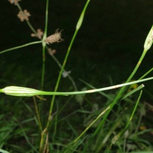 Photographie n°249784 du taxon Allium longispathum D.Delaroche [1811]