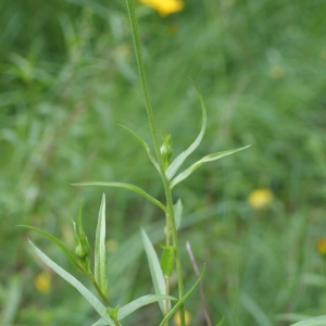 Photographie n°249792 du taxon Buphthalmum salicifolium L. [1753]