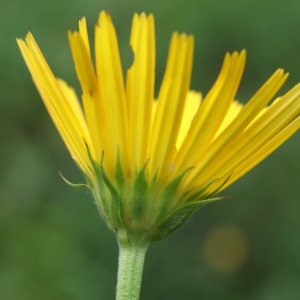 Photographie n°249794 du taxon Buphthalmum salicifolium L. [1753]