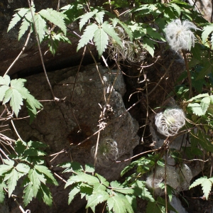 Photographie n°249799 du taxon Clematis alpina (L.) Mill. [1768]