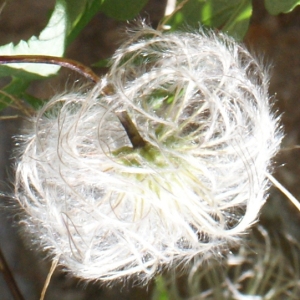 Photographie n°249802 du taxon Clematis alpina (L.) Mill. [1768]