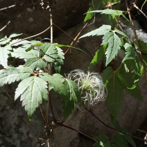 Photographie n°249803 du taxon Clematis alpina (L.) Mill. [1768]