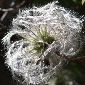 Photographie n°249806 du taxon Clematis alpina (L.) Mill. [1768]