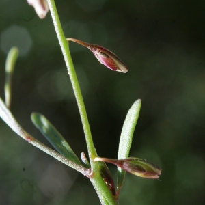 Photographie n°249839 du taxon Polygala exilis DC. [1813]