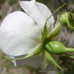 Rosa agrestis subsp. adscondita (H.Christ) Arcang. (Rosier à feuilles elliptiques)