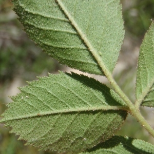 Photographie n°249865 du taxon Rosa elliptica Tausch [1819]