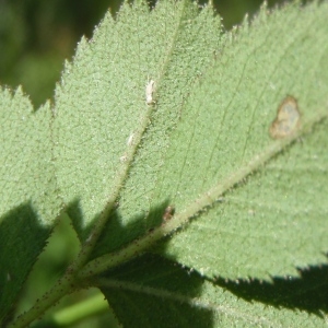 Photographie n°249866 du taxon Rosa elliptica Tausch [1819]