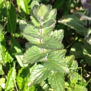 Photographie n°249886 du taxon Bartsia alpina L. [1753]