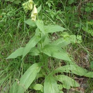 Photographie n°249899 du taxon Digitalis grandiflora Mill. [1768]