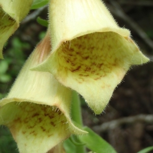 Photographie n°249906 du taxon Digitalis grandiflora Mill. [1768]