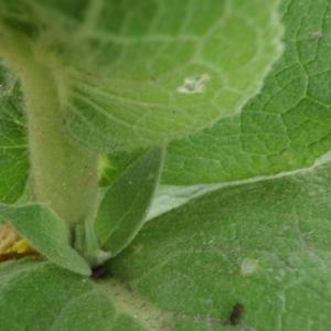 Photographie n°249911 du taxon Verbascum phlomoides L. [1753]