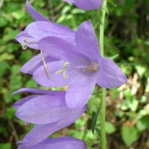 Campanula crenata Link (Campanule fausse raiponce)